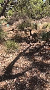 Visitors to Monarto Safari Park will know that you tour the park via the Zu-loop bus. Seems like the emus are also keen to catch a lift to explore everything that we have to offer! 🚌🤣🐾 What the emus clearly don't know is that there are also plenty of walking tracks for those who prefer to stretch their legs! Coming along to Monarto Safari Park? Please make sure to reserve member spaces and to book online in advance. We are selling out fast over this peak season and hate to have to turn people
