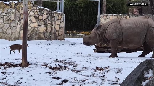 🦌CAUGHT ON CAMERA🦏 Watch as this tiny Chinese muntjac deer squares off against a giant rhino at the zoo in Wroclaw, Poland. https://wjactv.com/news/offbeat/video-chinese-muntjac-deer-vs-giant-rhino-zoo-poland-animals-caught-on-camera- | WJAC-TV News