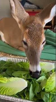 Injured Deer Hit by Car Couldn’t Stand… 6 Weeks Later This Happened