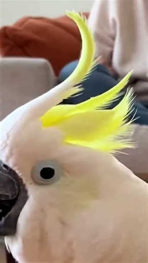 Dance Has Root Access Everywhere