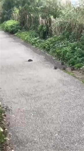 Dukes mount way Brighton. 🐀🐀 | Imjustbrighton