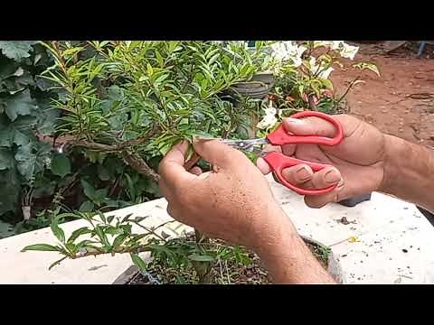 COMO FAZER BONSAI DE ROMÃ poda de manutenção primeira arvore
