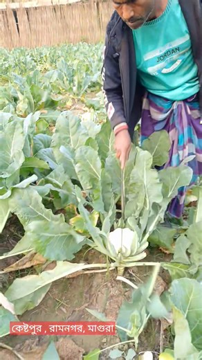 Md. Anisul Islam Rajib on Instagram: "ফুলকপির জমিতে , travel , Bangladesh farming vodeo , farmer , our bangladesh , village farmer cauliflower #cauliflower #village #sky #scenery #nature #farming #farmerslife #farmer"