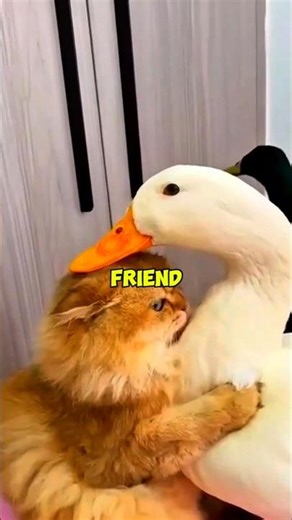 One Rescuer's Kindness Saves a life #shorts #usa