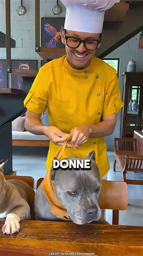 Ici, les chiens choisissent leur nourriture préférée 😲
