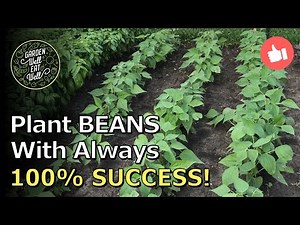 Plant Your Beans With Complete Success - No Replanting - No More Bad Seed
