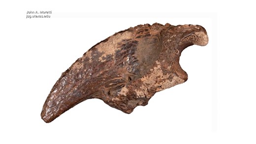 Scientists find fossils in underground stream in Central Texas