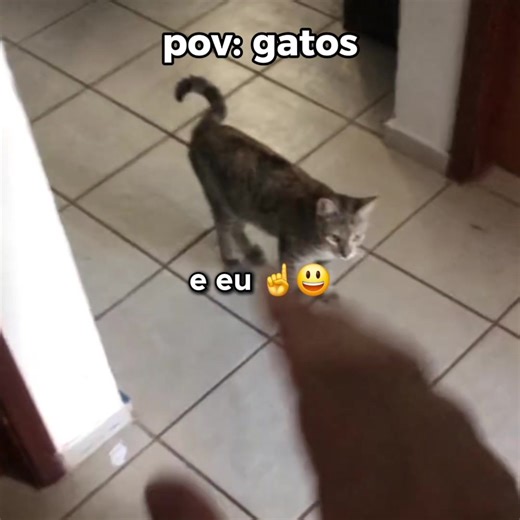 Gatos Engraçados: O Melhor dos Memes de Gatos