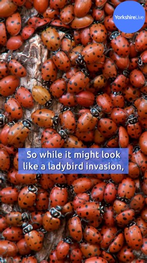 Ladybirds 'swarm' UK homes as households baffled by winged 'invasion' 👀 | Yorkshire Live