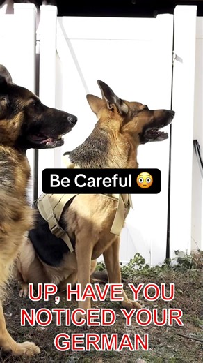 German shepherd quirks that you may not be aware of and the science behind it will blow your mind