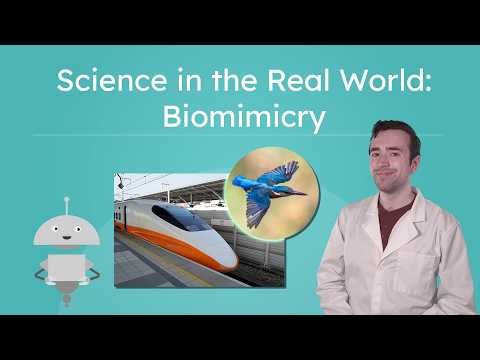 Biomimicry - How Nature Inspires Solutions to Human Problems