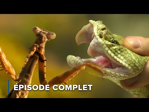Maîtres de la chasse : insectes et reptiles en action | Attaquer et défendre 103+104