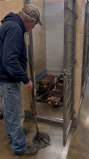 Earl Jenkins had unlocked the back hallway at Franklin County Animal Shelter for 11 years. Dogs usually announced him before he made it past the laundry room. One barked at the lights. Another pressed his nose to the gate and waited for breakfast. Otis in kennel 12 did none of that. The brown dog stayed on his blanket with a torn stuffed bear near his paws. He had come in thin and quiet, with sore-looking elbows and eyes that followed every hand. His card said nervous, give space, but Earl had a