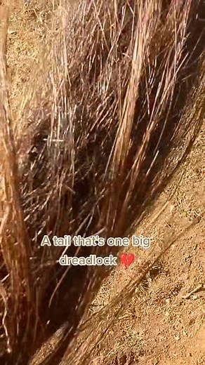 Equine Haircare: Dealing with Matted Tails and Dreadlocks