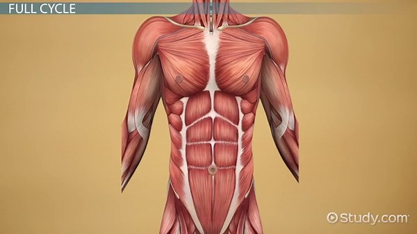 Interaction Among Body Systems & Movement