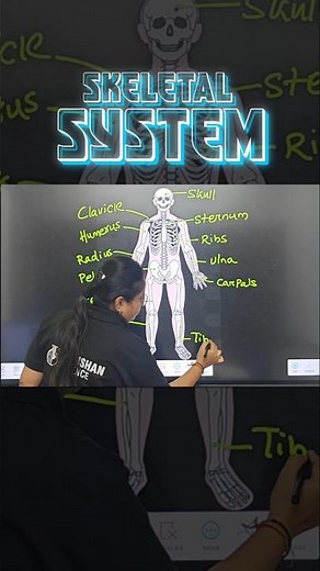 how to draw skeletal system step by step | Easiest Way to Draw Skeleton #bscnursing #shorts #viral