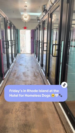 Urgent Need for Foster Homes for Dogs in Rhode Island