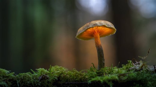 Fantastic Fungi: Tapping into the potential of mushrooms