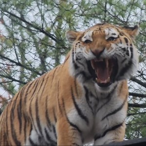 29K views · 1K reactions | Roaring into 2025 拾✨ | John Ball Zoo | Facebook