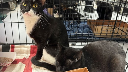 Nearly 70 cats rescued from Delaware County home; owner charged