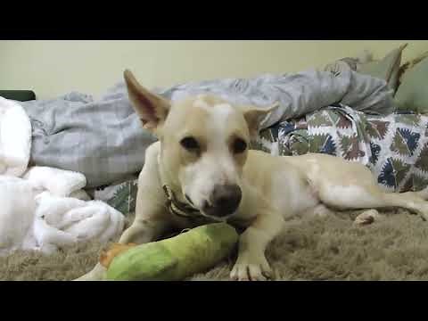 Egyptian Dog — Breeds and Characteristics.