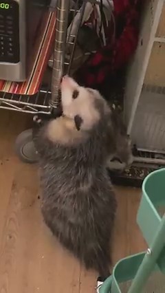 2K views · 94 reactions | Slubbing - when an opossum marks their territory by licking (slobbering really) and then rubbing their face through the saliva. Opossums do this to show affection, and also to leave their scent. Our male opossum seen here was getting some exercise while his enclosure was being cleaned. The other 7 opossums in the room will definitely know that this is his table! ❤️ | Millstone Wildlife Center | Facebook