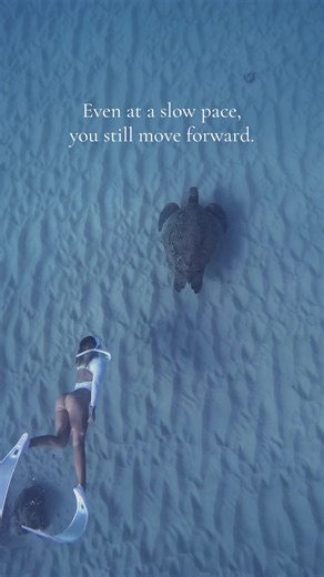 Patience is 🔑 #turtles #diver #oceangirl #sealife #marinelife | turtles