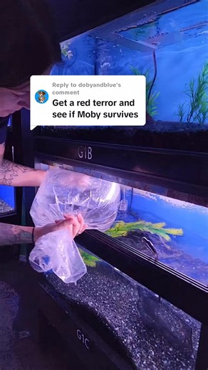 84K views · 961 reactions | Get rid of this fish #aquarium #fish | Mustachefishinwithtony | Facebook