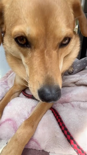 どの角度から見ても可愛いね❤️#雑種犬 #保護犬と暮らす