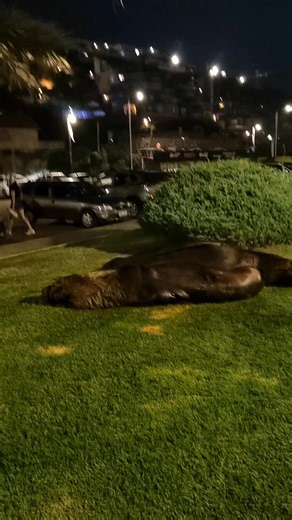 Leones Marinos en el Puerto de Piriápolis