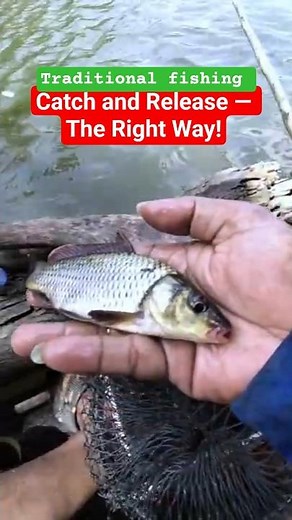 Releasing Baby Common Carp Back to Nature.