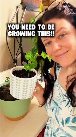 🌱How to grow moringa fast from seed🌱