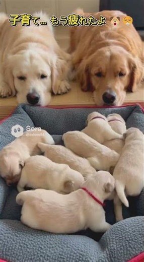 子育て… もう疲れたよ 🐶💦 #癒し動画 #赤ちゃん #ほっこり #cute #眠る #子犬 #眠る #子犬 #baby #大型犬のいる生活 #可愛い #癒し