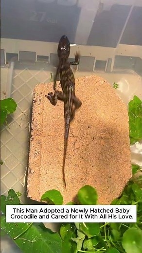 This Man Adopted a Newly Hatched Baby Crocodile and Cared for It With All His Love.