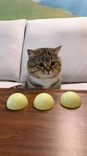 Smart kitty Cats love games; play is crucial for their mental and physical health, allowing them to express natural hunting instincts like stalking, chasing, and pouncing, while also bonding with you and preventing boredom. Games like fetch, hide-and-seek, and using wand toys mimic prey, keeping them active, building confidence, and strengthening the human-feline bond. #reels #cats #cat #love #catlover #catsofinstagram #catsofinstagram #cute #actor #catlife #kitty #coffee | GINA NEMO