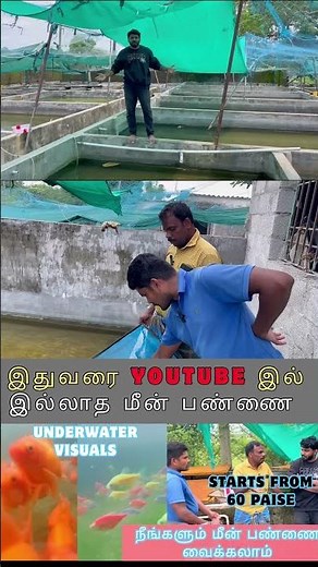 Blood worms fish food #bloodworms #fishfood #kolathurfishfarm