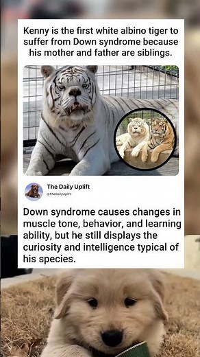 It turns out that this doesn't only happen to humans