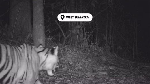16K views · 300 reactions | Fewer than 300 Sumatran tigers remain in the wild. But thanks to you, this one still calls the forests of West Sumatra home. Because your support = Sumatran tigers protected, wild and free. 﫶 This program is a collaboration with our partners at Centre for Orangutan Protection and the Ministry of Forestry  | International Tiger Project | Facebook