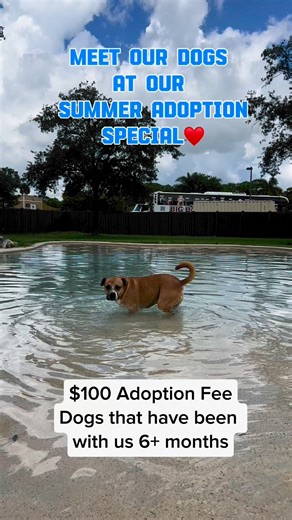 5.8K views · 118 reactions | Come meet our adoptable dogs at Big Dog...