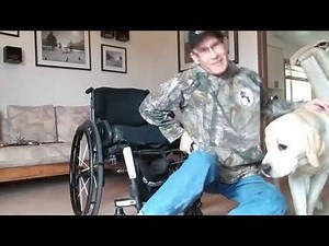 Service Dog helping paraplegic get from floor to wheelchair