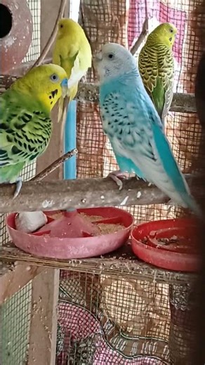 Male Budgie Mating Call 🐦 | Real Calling Sound