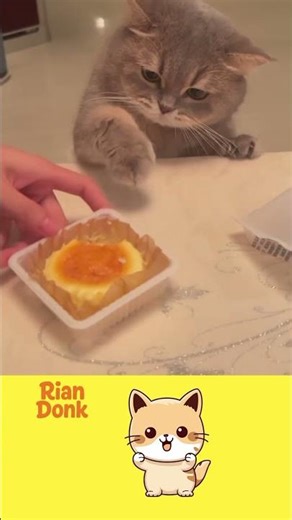 Preman bulu! 🐱 Tampang melas tapi maksa minta kue manis. 😱 #cats #catstagram #catsofinstagram