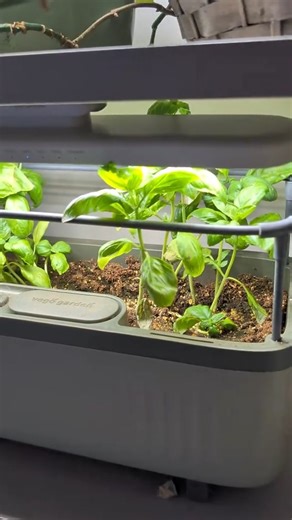 I've been using some @Vego Garden self watering planters for about the last month and these things are amazing! Perfect for herbs and small plants, I really wanted to plant peppers but I decided on herbs instead, I may get another one so I can add them later. If you want a self watering planter check my Bio! #vegogarden #vegoindoorgarden #herbs #plants #winter | Modern Homestead