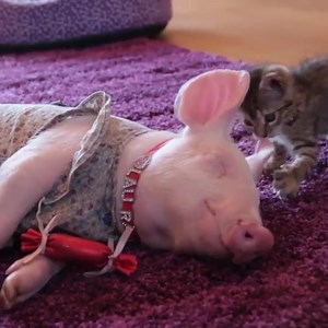 1.6M views · 59K reactions | Can't a girl get a little sleep around...