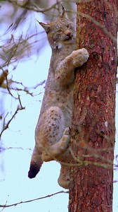 Amazing lynx showing off its tree-climbing skills! These incredible cats are built for life in the forest canopy. Fun Fact: Lynx have special ankle joints that can rotate 180 degrees, allowing them to climb down trees face-first without getting stuck! #Lynx #WildCats #WildlifeFacts #ForestLife #NatureLover | Listpull