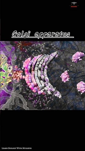 Golgi Apparatus / Golgi Complex Short Intro - #cardiology