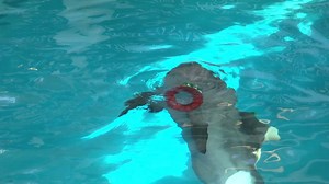 Winter and Hope had an awesome birthday celebration including singing, bubbles and a fish flavored Jell-O cake! The party continues through this weekend. Come visit Clearwater Marine Aquarium and help us celebrate these inspiring rescued dolphins! Details: http://bit.ly/2wNnQrM | Winter the Dolphin