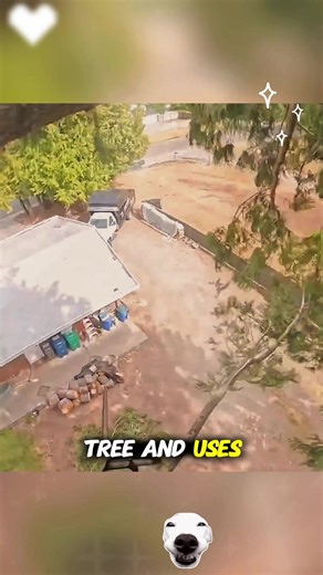 Genius Tips for Safely Making a Tree Fall