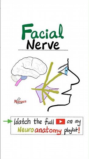 Facial Nerve - 7th Cranial Nerve - CN VII - (Part 2) - Branches Neuroanatomy #anatomy #physiology