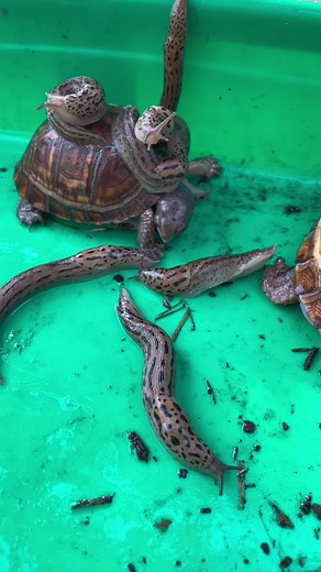 Eastern Box Turtle on TikTok
